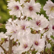 Prunus incisa Mikinori, Dvärgkörsbär