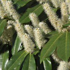 Prunus laurocerasus Etna ®