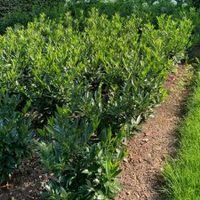 Prunus laurocerasus Otto Supreme ®
