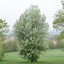 Prunus padus Fk Ultuna E, Hägg, busk C5