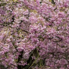 Prunus subhirtella Pendula Rubra, Vinterkörsbär, 120 stam C7,5