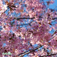 Prunus sargentii, Bergkörsbär