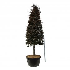 Fagus sylvatica Purpurbladiga Gruppen (Atropunicea)