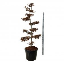 Bok Bonsai