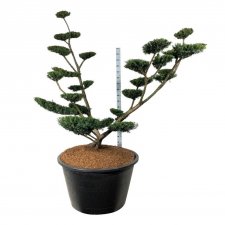 Taxus x media Farmen