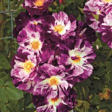 Rosa Floribunda Purple Splash ®