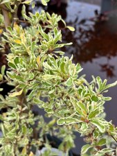 Pyracantha coccinea Sparkler, Eldtorn