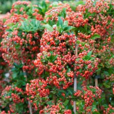 Pyracantha Orange Glow, Eldtorn, C5