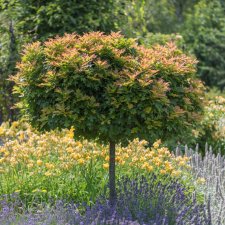 Quercus palustris Green Dwarf, Dvärgkärrek, 100 stam C15