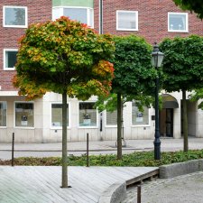 Quercus palustris Green Dwarf, Dvärgkärrek, 150 stam C15