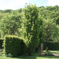 Quercus robur Fastigiata, Pelarek, utr 150-175 C7,5