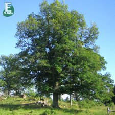 Quercus robur FK Ultuna E, Skogsek, utr 150-200 co