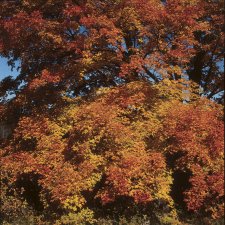 Quercus rubra E, Rödek, utr 150-200 co