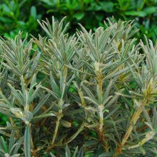 Rhododendron roxieanum var. Oreonastes, Smalbladig Fingerrododendron, 30-40 C3
