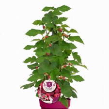 Rubus idaeus Raspbeary ®