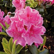 Rhododendron cataw. Claudine, Rododendron, 30-40 C5