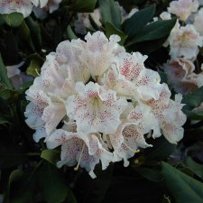 Rhododendron hybr. Double Dots ®, Rododendron, 30-40 C5