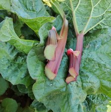 Rheum rhabarbarum Everbarber ® Pinkbarber ®