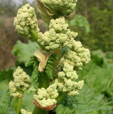 Rheum rhabarbarum Glaskin´s Perpetual (Glaskin´s), Rabarber