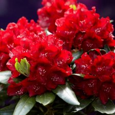 Rhododendron hybr. Cherry Kiss ® (Hachcher), Rododendron, 40-50 C5
