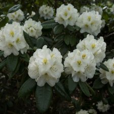 Rhododendron cauca. Cunningham´s White, Parkrododendron