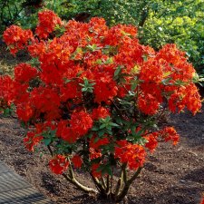 Rhododendron Knap Hill Gibraltar, Azalea, 40-50 C5