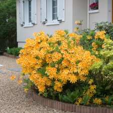 Rhododendron Knap Hill Golden Sunset, Azalea, 40-50 C5