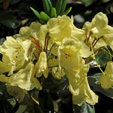 Rhododendron hybr. Goldinetta ® (Hachgold), Rododendron, 30-40 C5