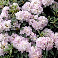 Rhododendron cataw. Gomer Waterer - Inkarho, Rododendron Inkarho, 30-40 C5