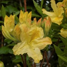 Rhododendron Knap Hill Harvest Moon, Trädgårdsazalea, 40-50 C5