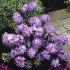 Rhododendron hybr. Blue Diamond, Rododendron