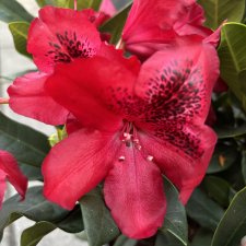 Rhododendron hybr. Edith Hachmann ®