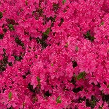 Rhododendron japonica Kermesinum, Japansk Azalea