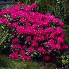 Rhododendron cataw. Nova Zembla - Inkarho, Rododendron Inkarho, 30-40 C5