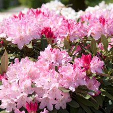 Rhododendron yak. Pink Cherub, Rododendron, 30-40 C5