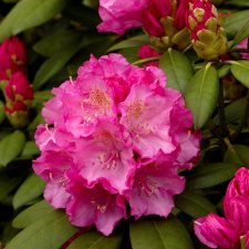 Rhododendron yak. Hachmann`s Polaris, Rododendron, 30-40 C4