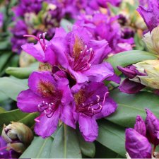 Rhododendron ponticum Marcel Menard, Rododendron, 30-40 C4