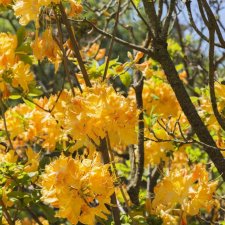 Rhododendron prinophyllum Golden Lights, Azalea