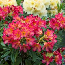 Rhododendron hybr. Scyphocalix, Rododendron, 40-50 C5