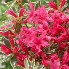 Rhododendron japonica Silver Sword, Japansk Azalea