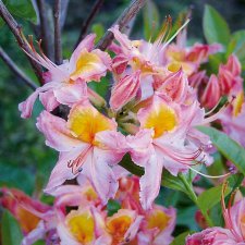 Rhododendron viscosa Quiet Thoughts, Sommar Azalea, 40-50 C5