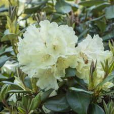Rhododendron yak. Centennial Gold ®, Rododendron