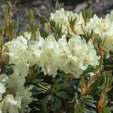 Rhododendron yak. Millenium Gold ®