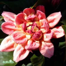 Rhododendron yak. Golden Torch, Rododendron, 30-40 C5