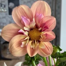 Dahlia Halskrås Rhubarb and Custard 1st