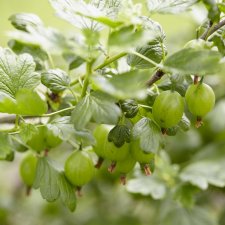 Ribes grossularia Hinnonmäki Grön, Gröna Krusbär