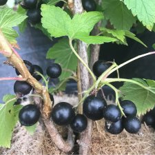 Ribes nigrum Ben Gairn, Svarta Vinbär, busk C3,5