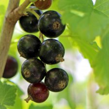 Ribes nigrum Bona ®