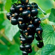 Ribes nigrum Titania, Svarta Vinbär, stam co