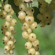 Ribes rubrum Ribest ® Blanchette ®